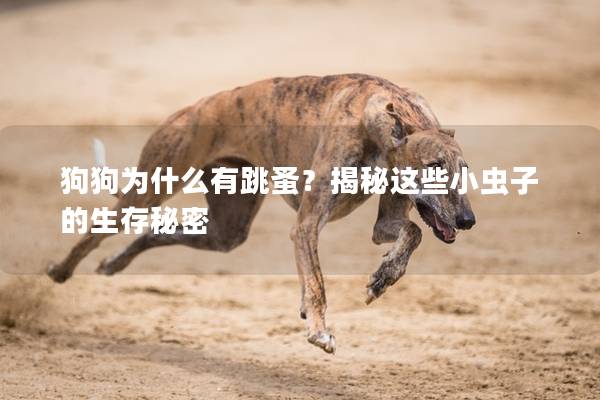 狗狗为什么有跳蚤？揭秘这些小虫子的生存秘密