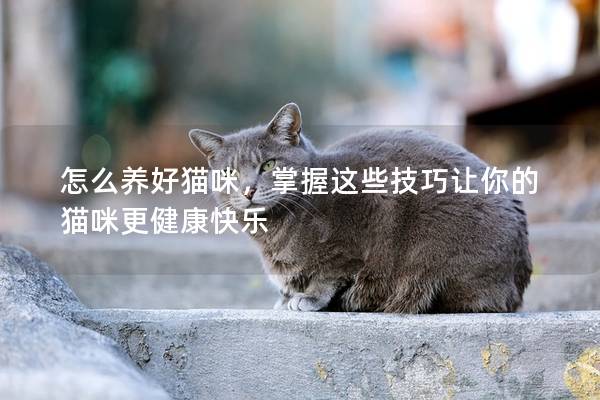怎么养好猫咪，掌握这些技巧让你的猫咪更健康快乐