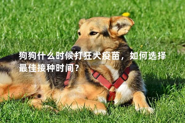 狗狗什么时候打狂犬疫苗，如何选择最佳接种时间？