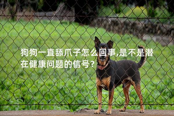 狗狗一直舔爪子怎么回事,是不是潜在健康问题的信号？
