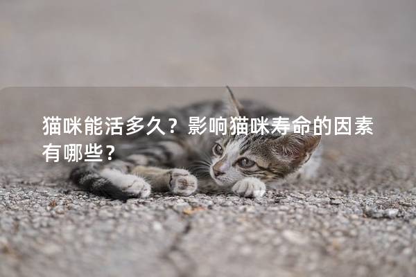 猫咪能活多久？影响猫咪寿命的因素有哪些？