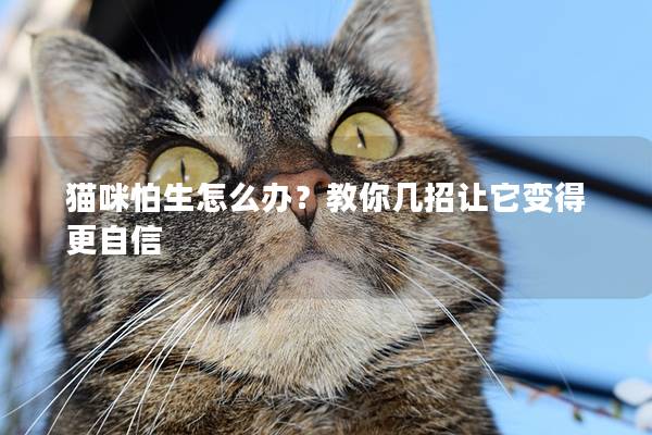 猫咪怕生怎么办？教你几招让它变得更自信