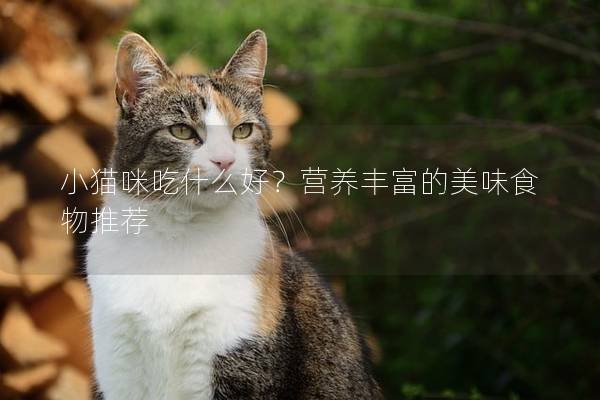小猫咪吃什么好？营养丰富的美味食物推荐