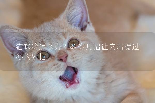 猫咪冷怎么办？教你几招让它温暖过冬的妙招
