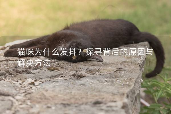 猫咪为什么发抖？探寻背后的原因与解决方法