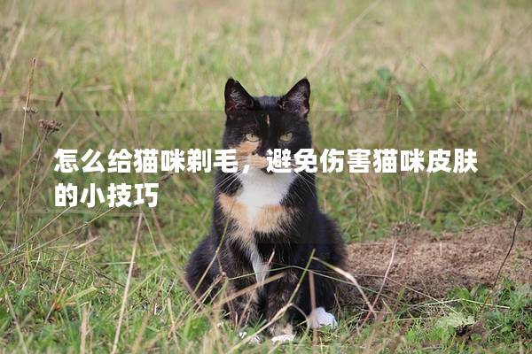 怎么给猫咪剃毛，避免伤害猫咪皮肤的小技巧