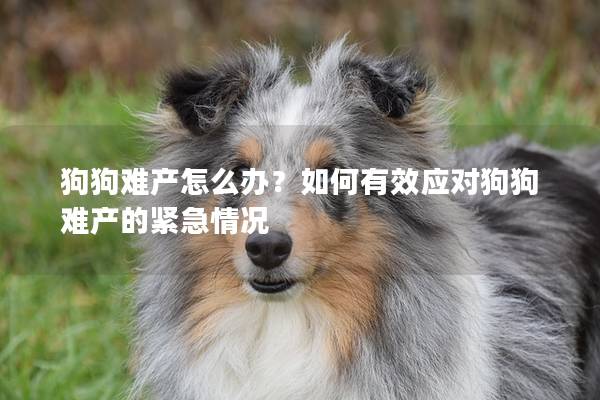 狗狗难产怎么办？如何有效应对狗狗难产的紧急情况