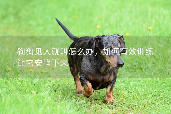 狗狗见人就叫怎么办，如何有效训练让它安静下来
