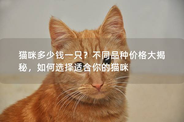 猫咪多少钱一只？不同品种价格大揭秘，如何选择适合你的猫咪