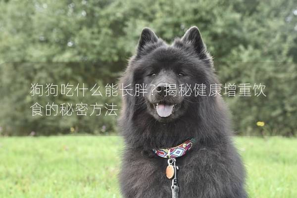 狗狗吃什么能长胖？揭秘健康增重饮食的秘密方法