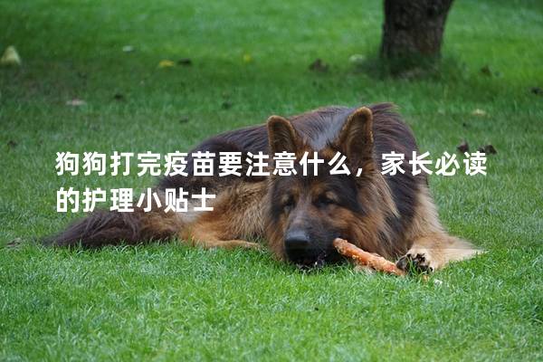 狗狗打完疫苗要注意什么，家长必读的护理小贴士