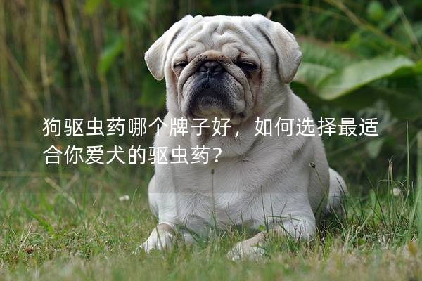 狗驱虫药哪个牌子好，如何选择最适合你爱犬的驱虫药？