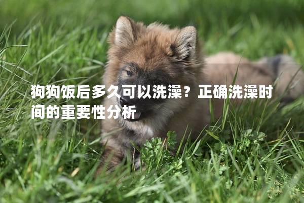 狗狗饭后多久可以洗澡？正确洗澡时间的重要性分析
