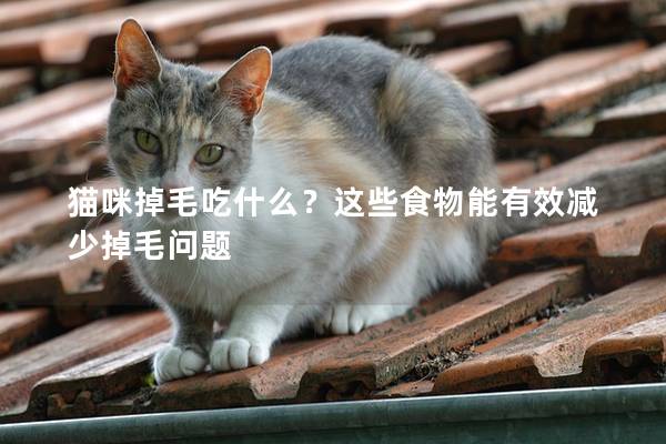 猫咪掉毛吃什么？这些食物能有效减少掉毛问题