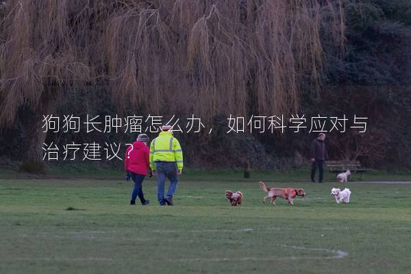狗狗长肿瘤怎么办，如何科学应对与治疗建议？