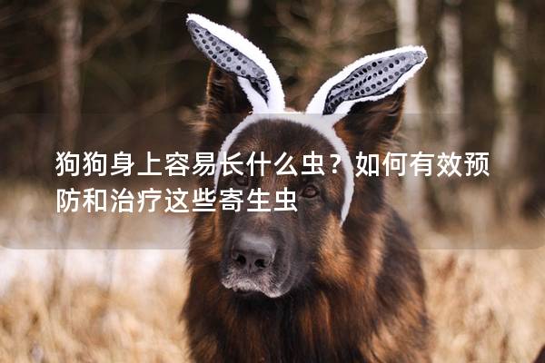 狗狗身上容易长什么虫？如何有效预防和治疗这些寄生虫