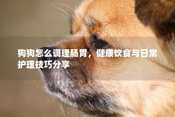 狗狗怎么调理肠胃，健康饮食与日常护理技巧分享