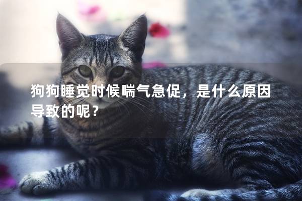 狗狗睡觉时候喘气急促，是什么原因导致的呢？