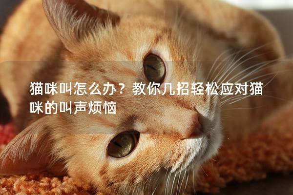 猫咪叫怎么办？教你几招轻松应对猫咪的叫声烦恼