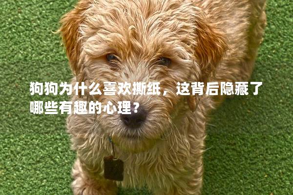 狗狗为什么喜欢撕纸，这背后隐藏了哪些有趣的心理？