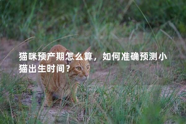猫咪预产期怎么算，如何准确预测小猫出生时间？