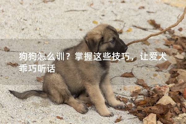 狗狗怎么训？掌握这些技巧，让爱犬乖巧听话
