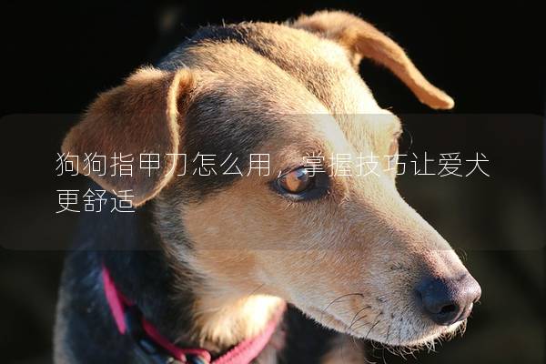狗狗指甲刀怎么用，掌握技巧让爱犬更舒适