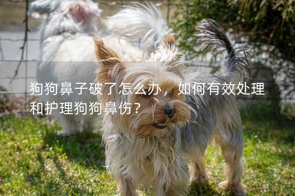 狗狗鼻子破了怎么办，如何有效处理和护理狗狗鼻伤？
