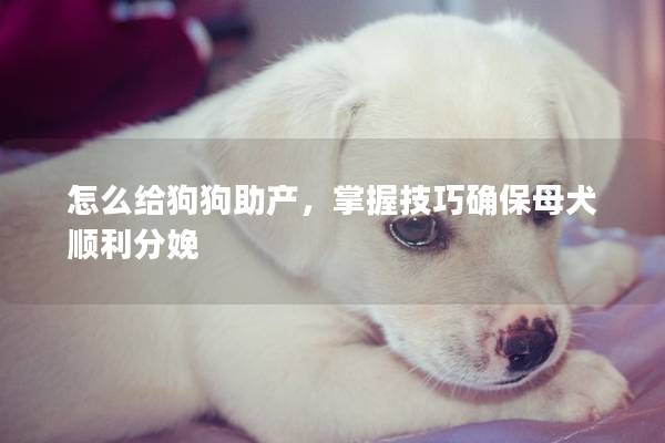 怎么给狗狗助产，掌握技巧确保母犬顺利分娩