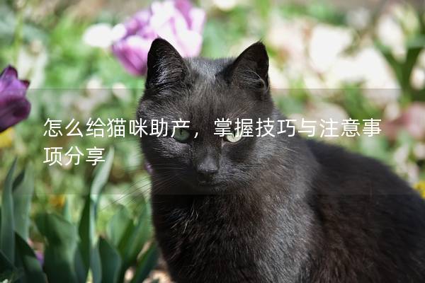 怎么给猫咪助产，掌握技巧与注意事项分享