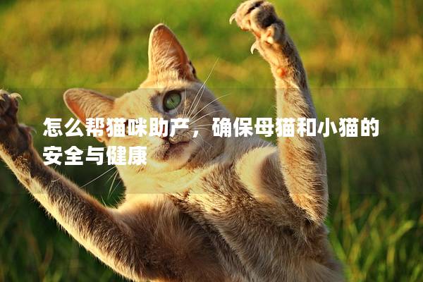 怎么帮猫咪助产，确保母猫和小猫的安全与健康