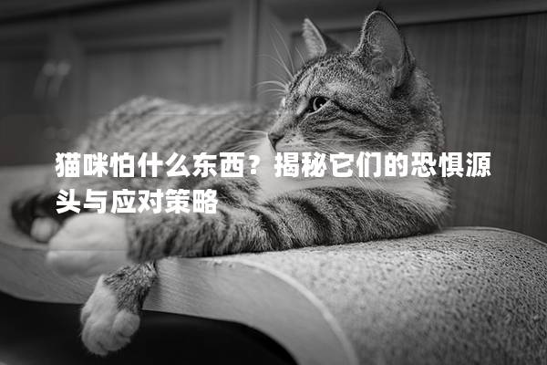 猫咪怕什么东西？揭秘它们的恐惧源头与应对策略