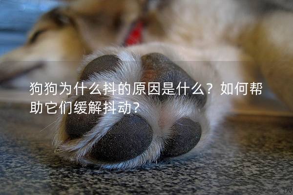 狗狗为什么抖的原因是什么？如何帮助它们缓解抖动？