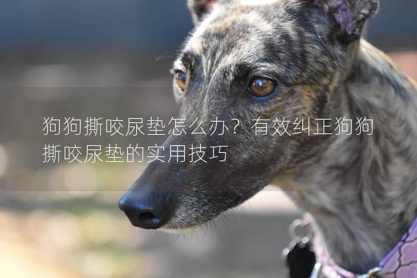 狗狗撕咬尿垫怎么办？有效纠正狗狗撕咬尿垫的实用技巧