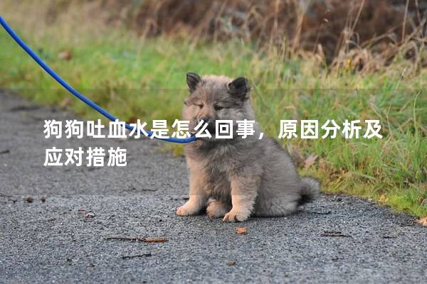 狗狗吐血水是怎么回事，原因分析及应对措施