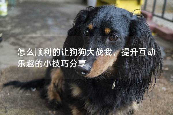 怎么顺利的让狗狗大战我，提升互动乐趣的小技巧分享