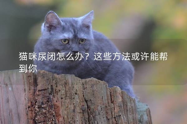 猫咪尿闭怎么办？这些方法或许能帮到你