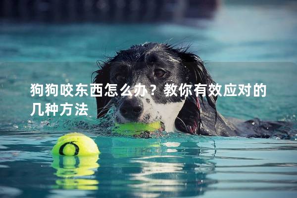 狗狗咬东西怎么办？教你有效应对的几种方法