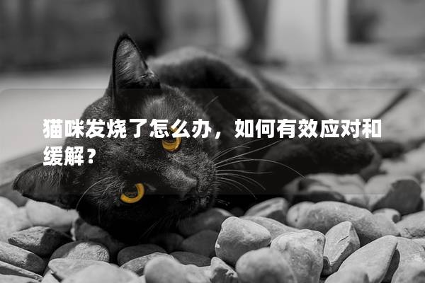 猫咪发烧了怎么办，如何有效应对和缓解？