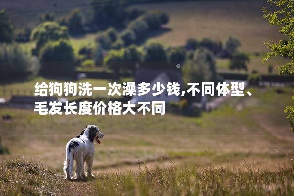给狗狗洗一次澡多少钱,不同体型、毛发长度价格大不同