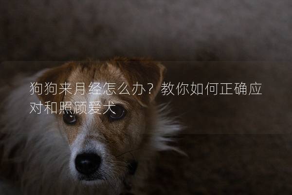 狗狗来月经怎么办？教你如何正确应对和照顾爱犬