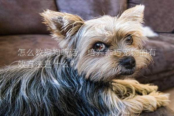 怎么教狗狗听话，培养乖巧宠物的有效方法是什么？