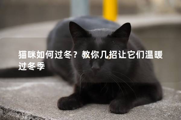 猫咪如何过冬？教你几招让它们温暖过冬季