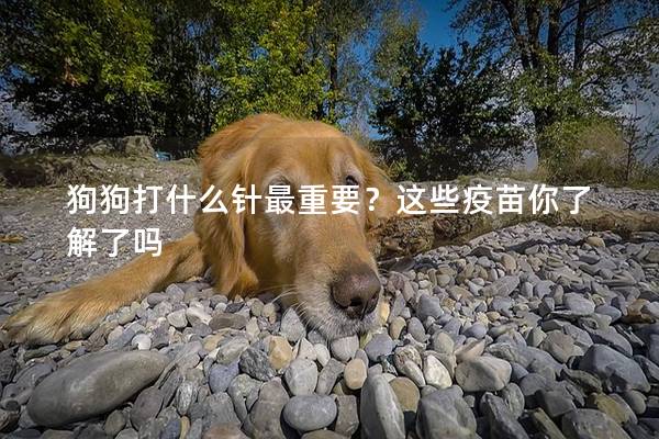 狗狗打什么针最重要？这些疫苗你了解了吗