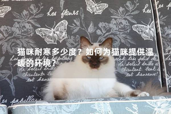 猫咪耐寒多少度？如何为猫咪提供温暖的环境？