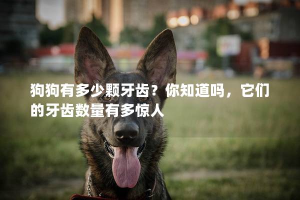 狗狗有多少颗牙齿？你知道吗，它们的牙齿数量有多惊人