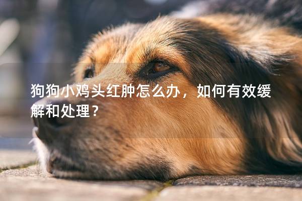 狗狗小鸡头红肿怎么办，如何有效缓解和处理？
