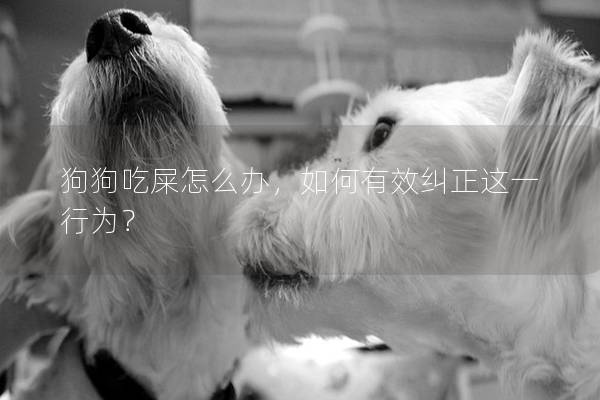 狗狗吃屎怎么办，如何有效纠正这一行为？