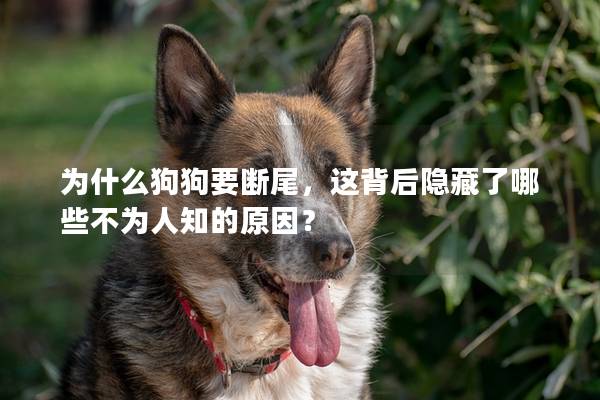 为什么狗狗要断尾，这背后隐藏了哪些不为人知的原因？