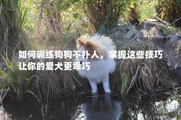 如何训练狗狗不扑人，掌握这些技巧让你的爱犬更乖巧